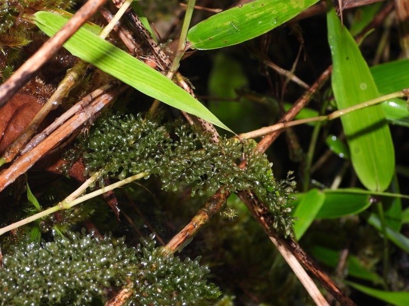 Hymenophyllum valvatum photo 2