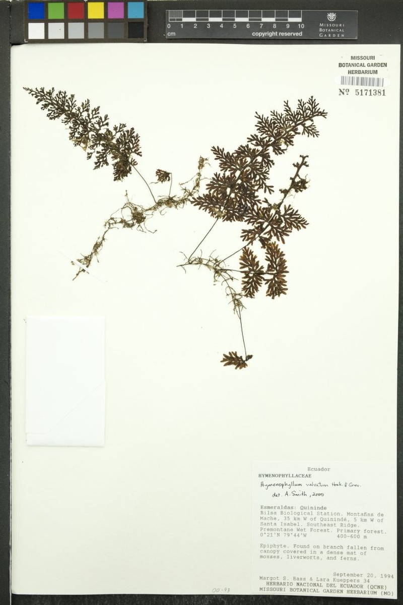Hymenophyllum valvatum photo 4