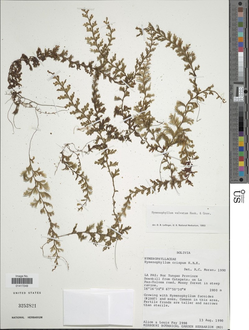 Hymenophyllum valvatum photo 5
