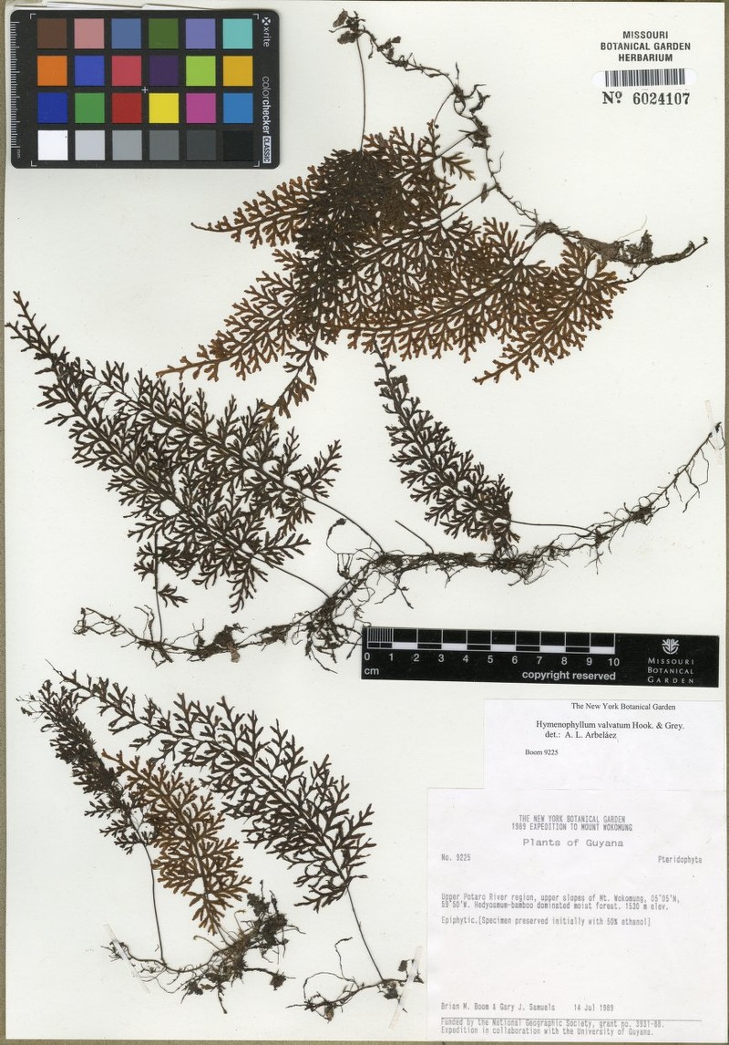 Hymenophyllum valvatum photo 6