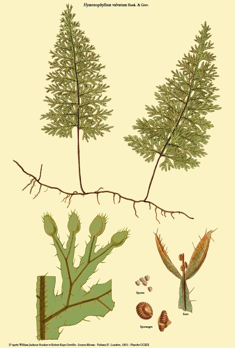 Hymenophyllum valvatum