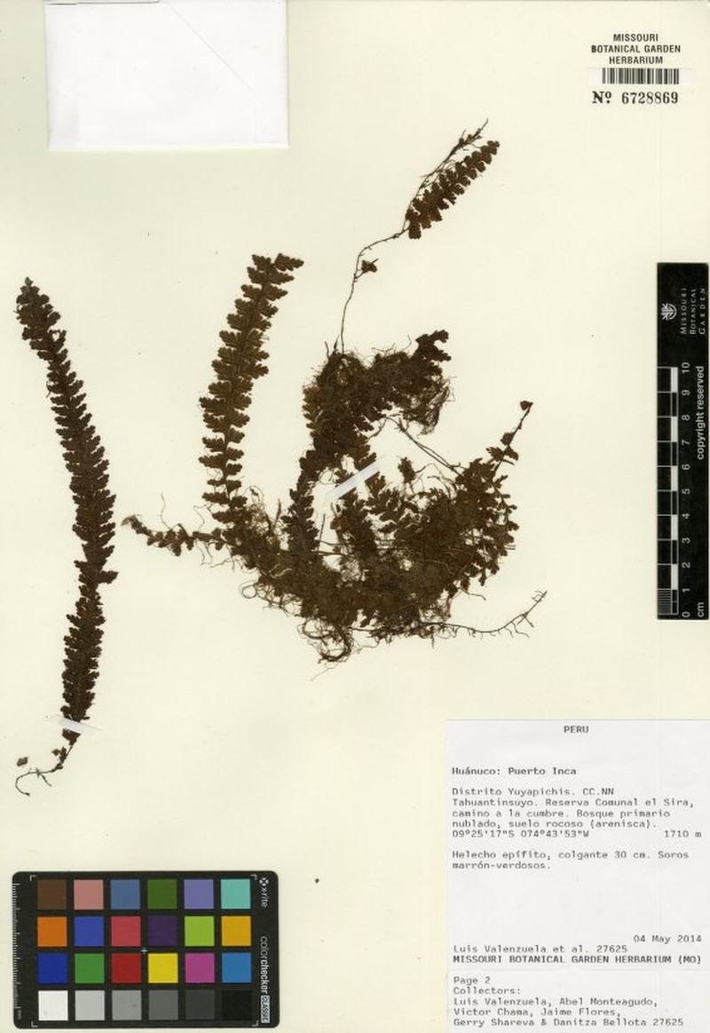 Hymenophyllum verecundum