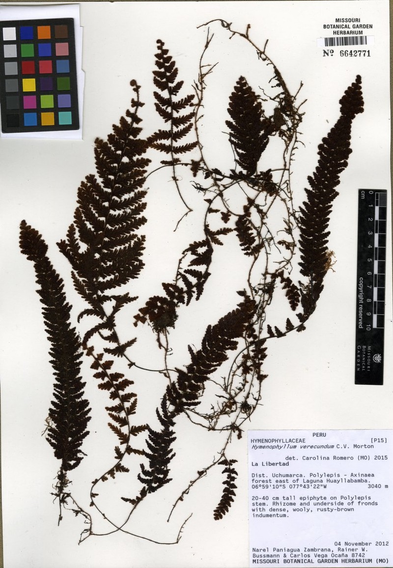 Hymenophyllum verecundum photo 2