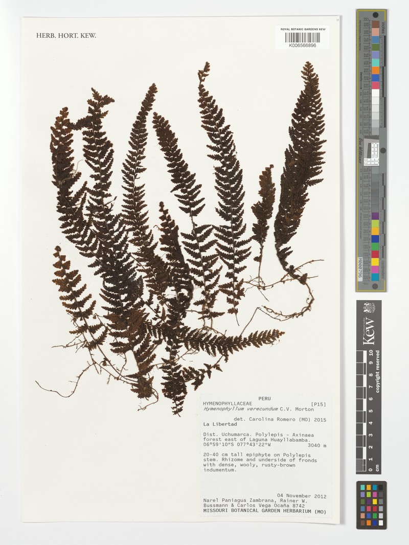 Hymenophyllum verecundum photo 3