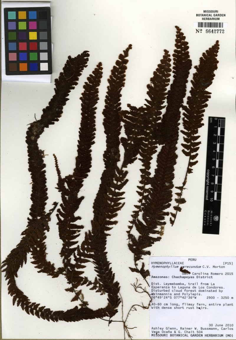 Hymenophyllum verecundum photo 4