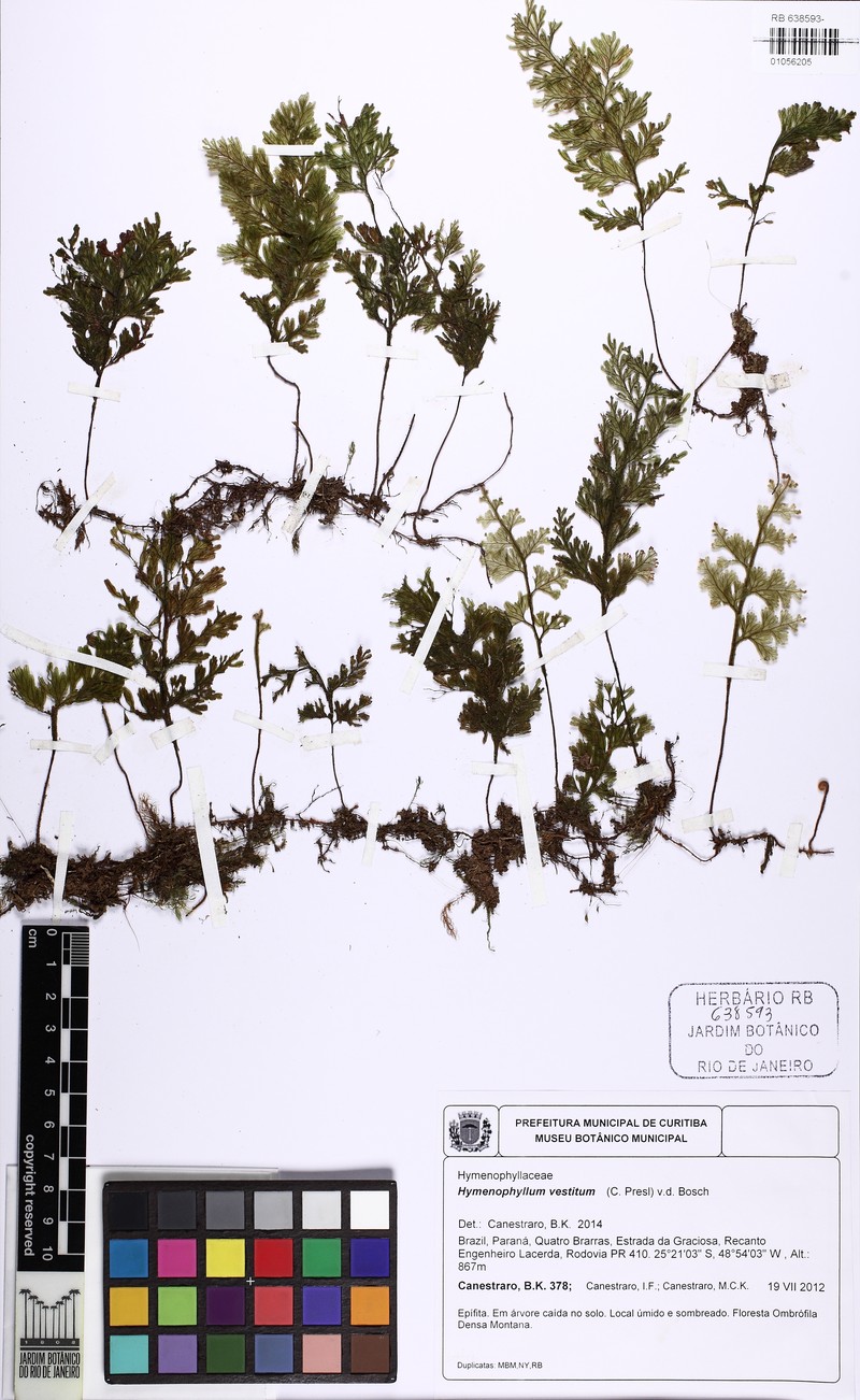 Hymenophyllum vestitum