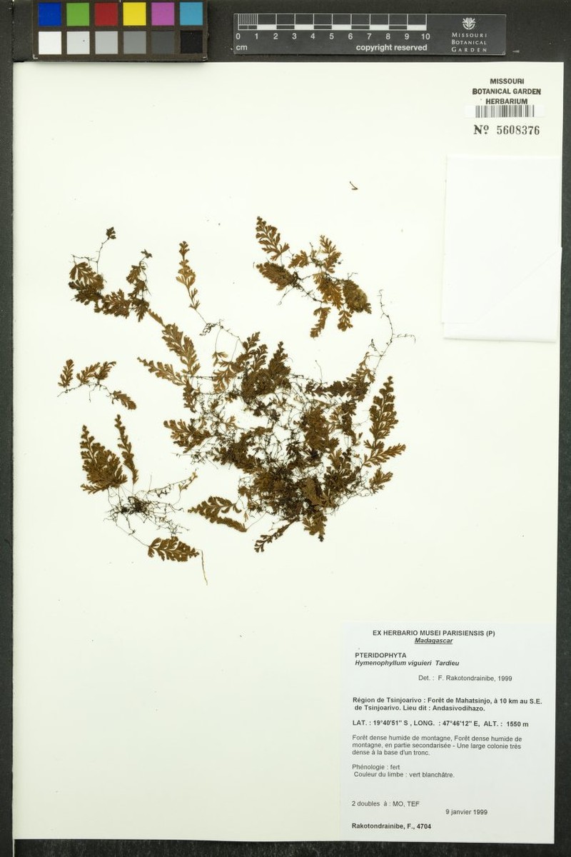 Hymenophyllum viguieri