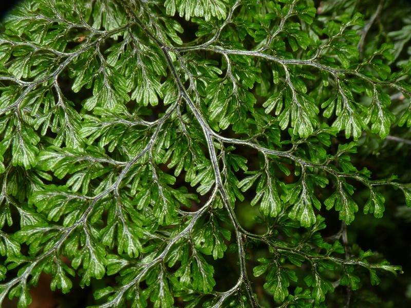 Hymenophyllum villosum