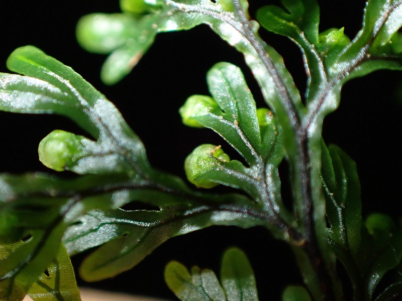 Hymenophyllum villosum photo 2