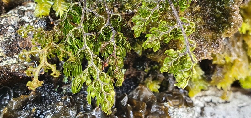 Hymenophyllum villosum photo 3