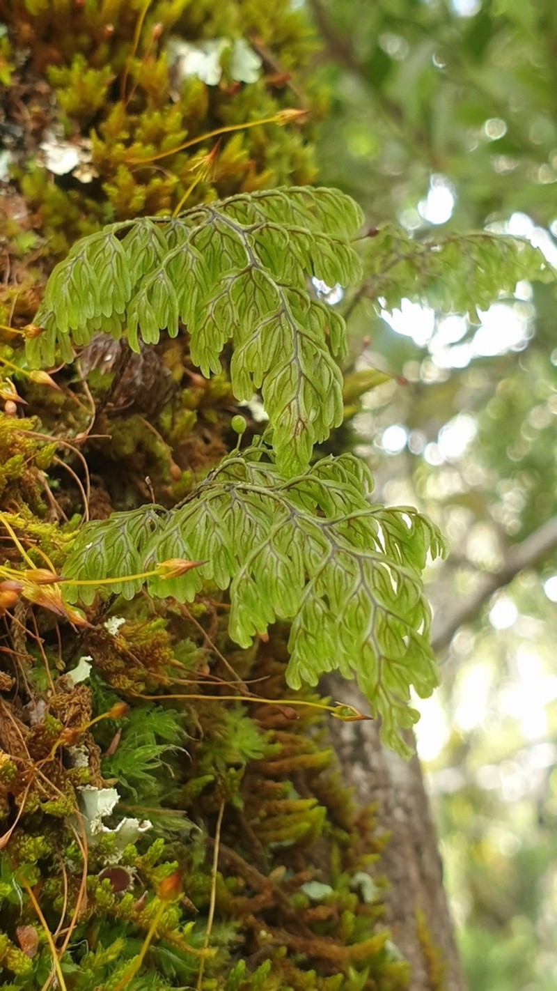 Hymenophyllum villosum photo 4