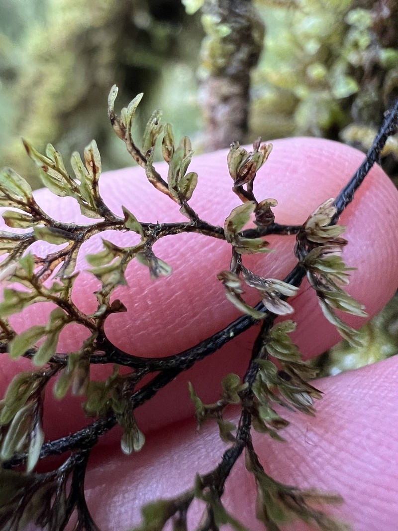 Hymenophyllum villosum photo 5