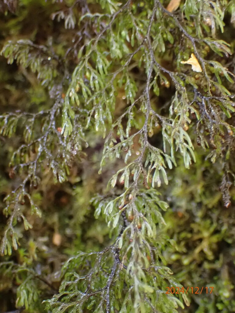 Hymenophyllum villosum photo 6