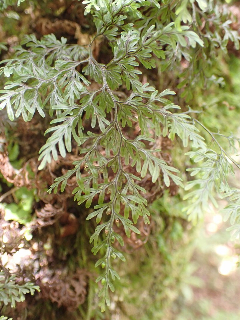Hymenophyllum villosum photo 7