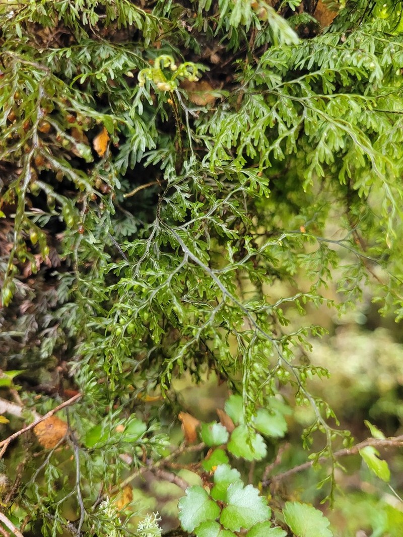 Hymenophyllum villosum photo 8