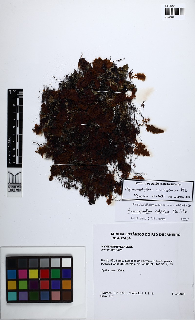 Hymenophyllum viridissimum