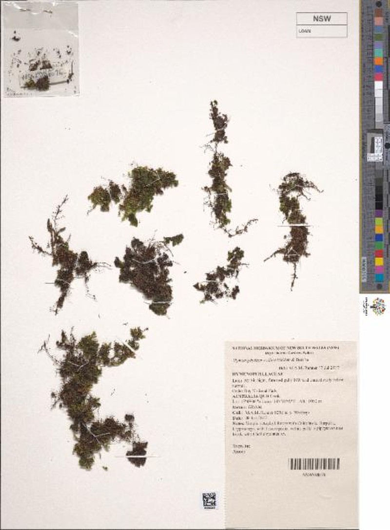 Hymenophyllum walleri