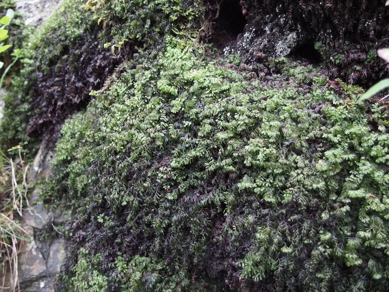 Hymenophyllum wilsonii photo 2