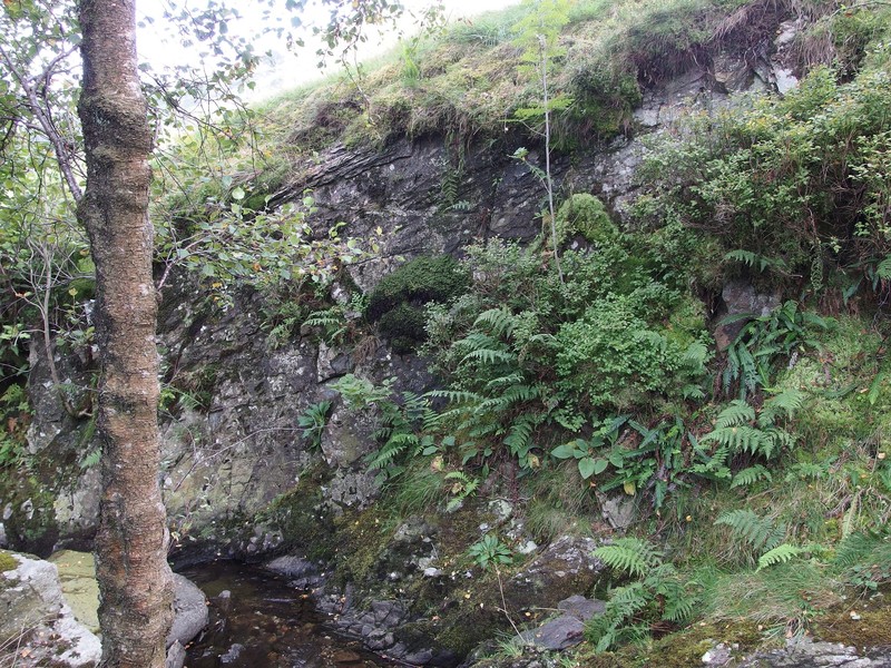 Hymenophyllum wilsonii photo 3