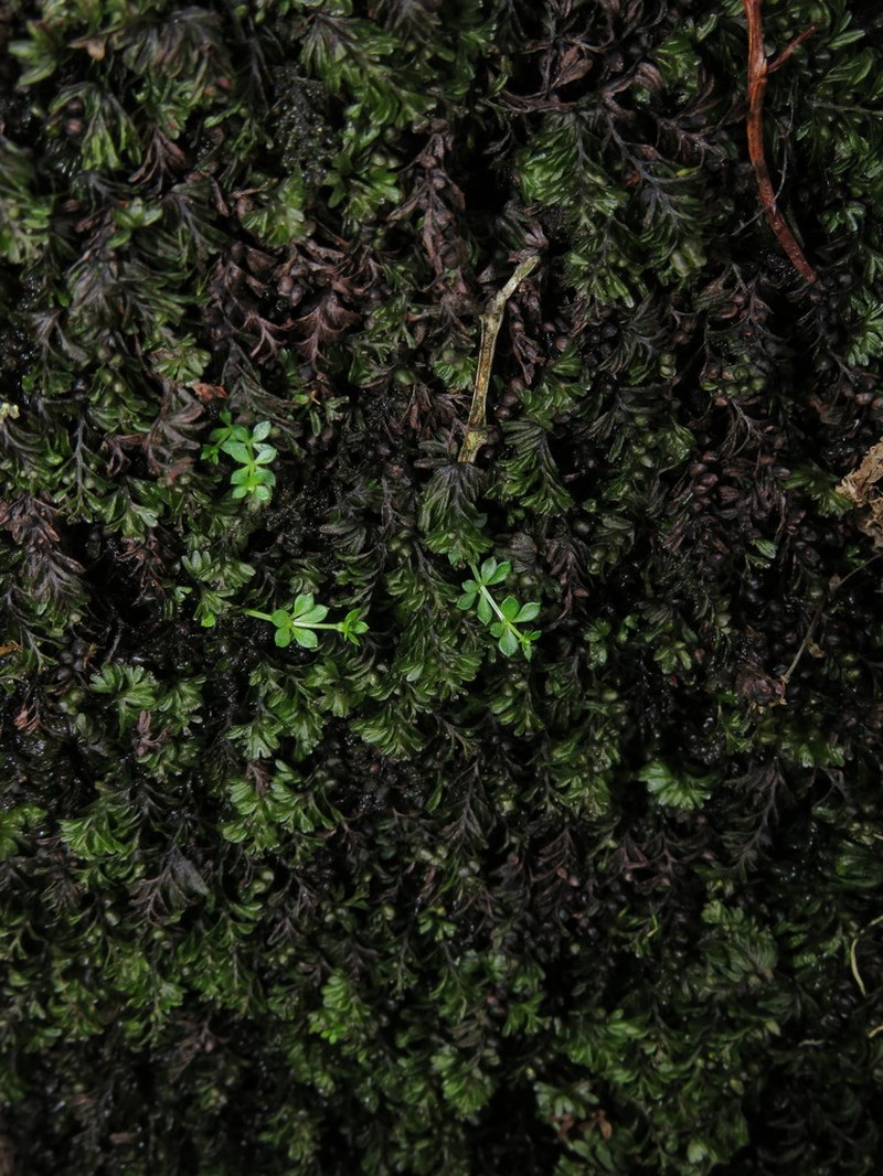 Hymenophyllum wilsonii photo 4