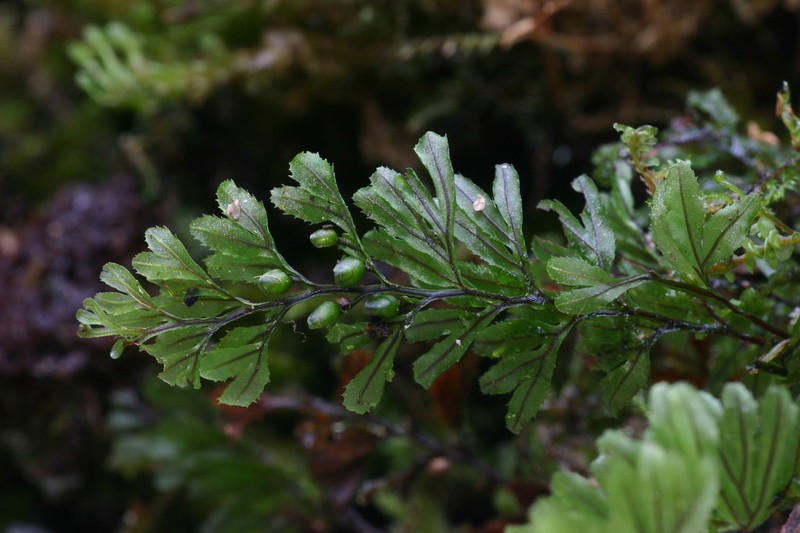 Hymenophyllum wilsonii photo 5