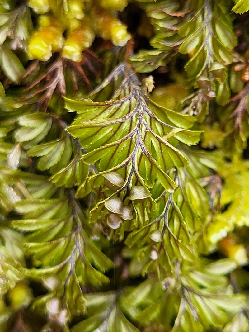 Hymenophyllum wilsonii photo 6