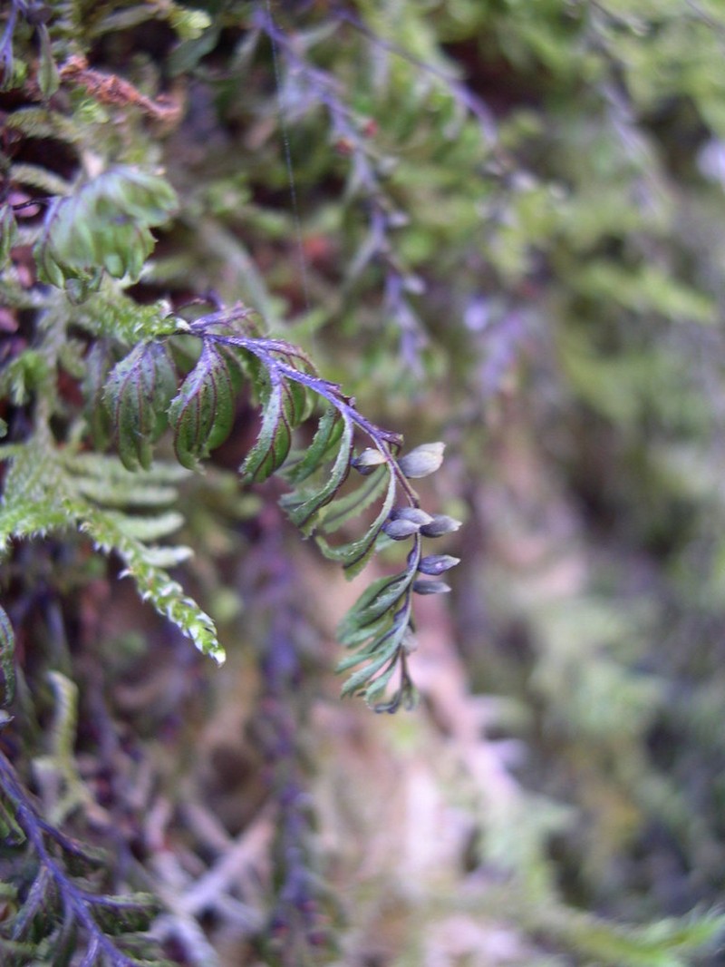 Hymenophyllum wilsonii photo 7
