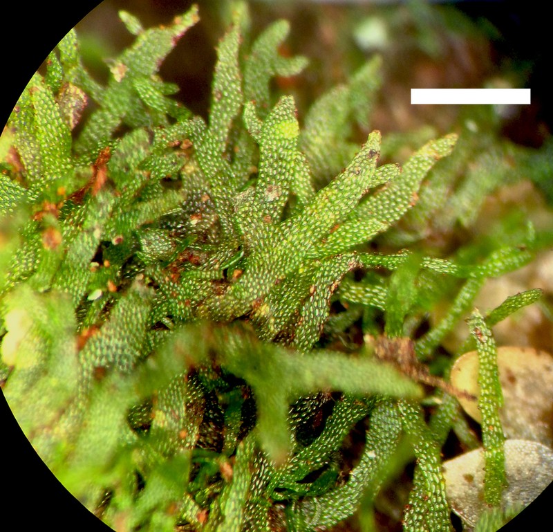 Wright's Filmy Fern