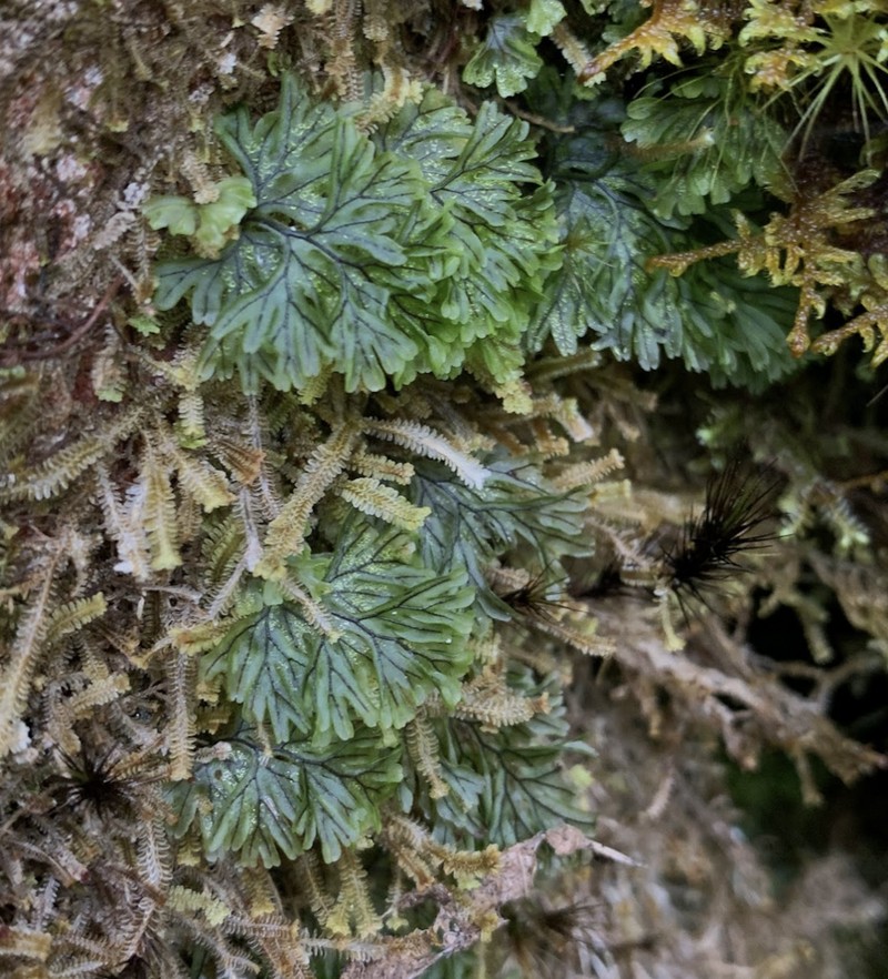Wright's Filmy Fern photo 2