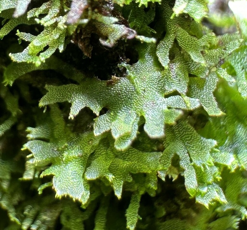 Wright's Filmy Fern photo 3