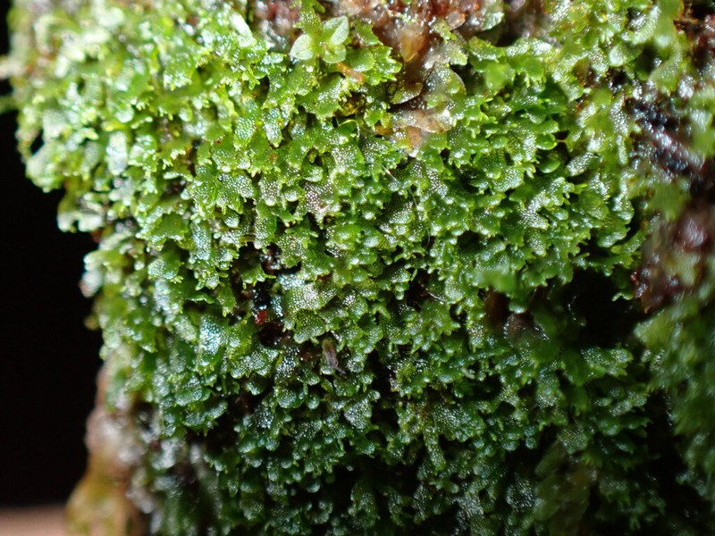 Wright's Filmy Fern photo 4