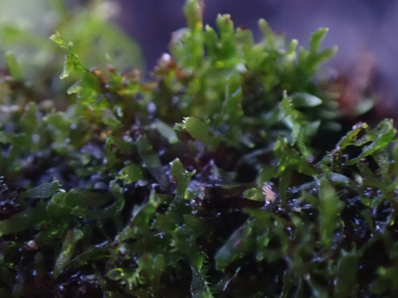 Wright's Filmy Fern photo 5