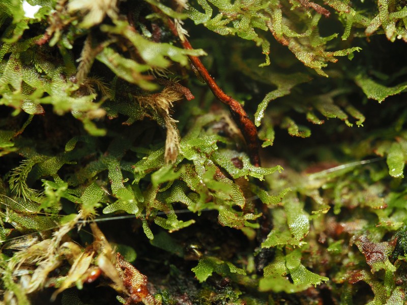 Wright's Filmy Fern photo 7
