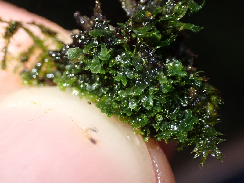 Wright's Filmy Fern photo 8