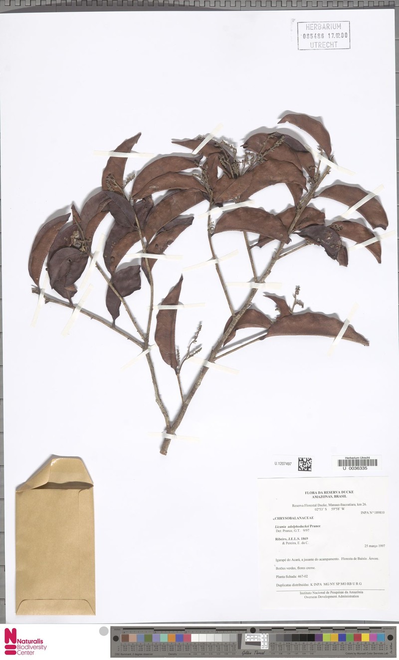 Hymenopus adolphoduckei