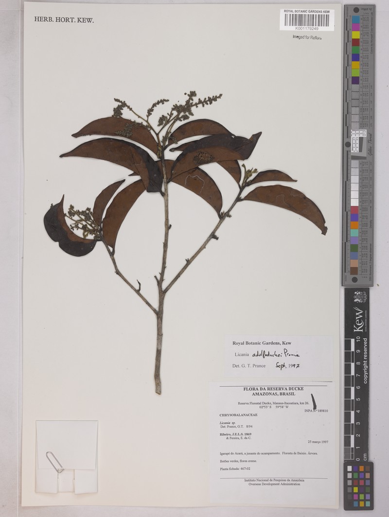 Hymenopus adolphoduckei photo 2