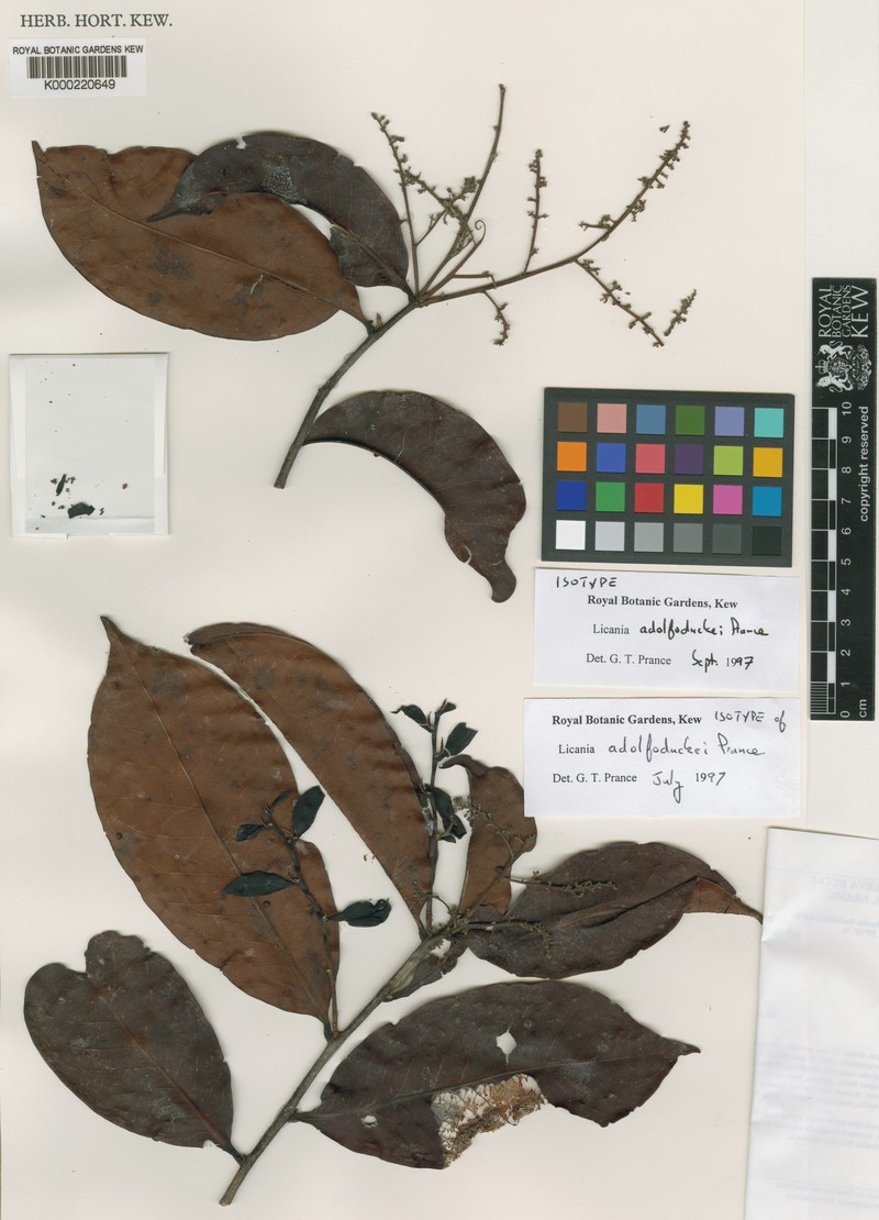 Hymenopus adolphoduckei photo 3