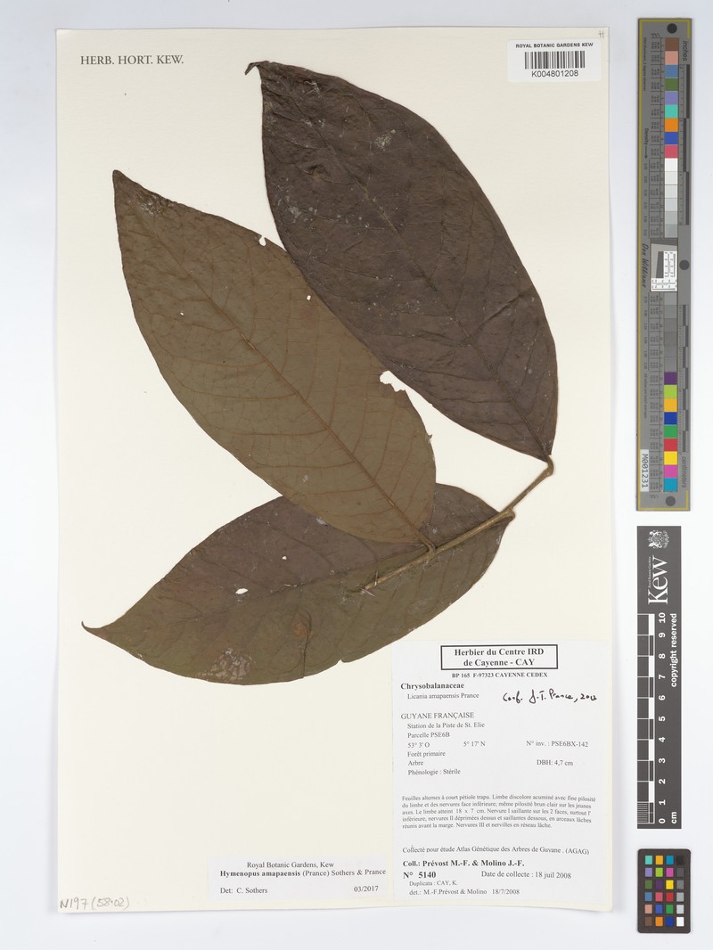 Hymenopus amapaensis