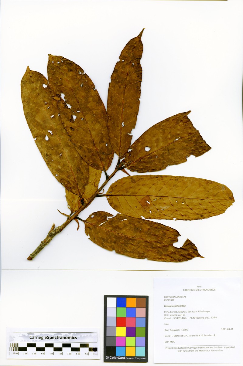 Hymenopus arachnoideus photo 2
