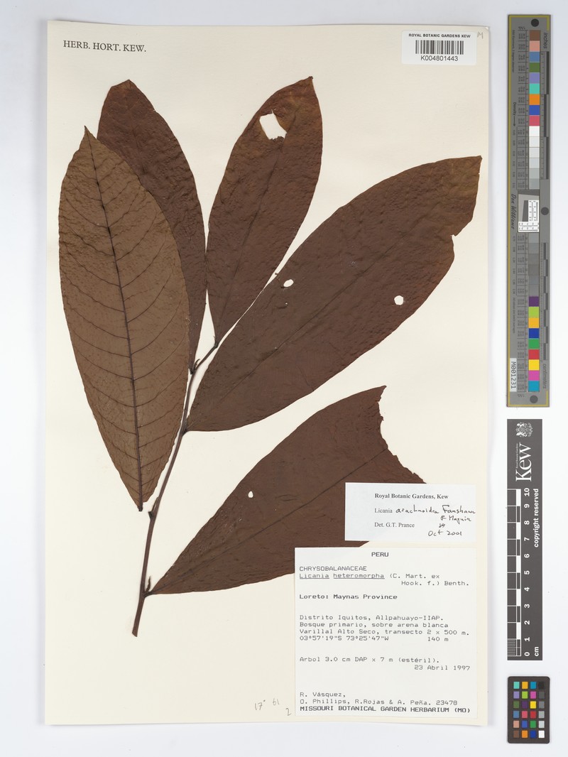 Hymenopus arachnoideus photo 3