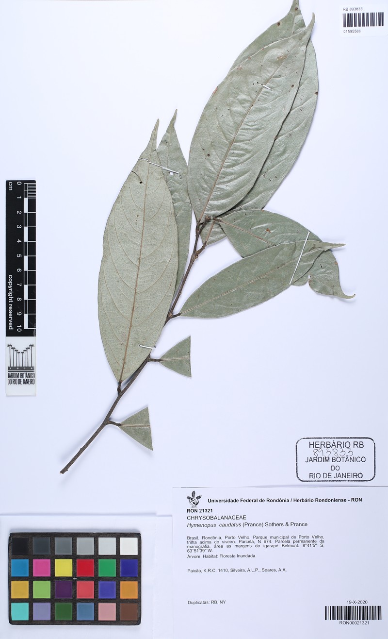 Hymenopus caudatus