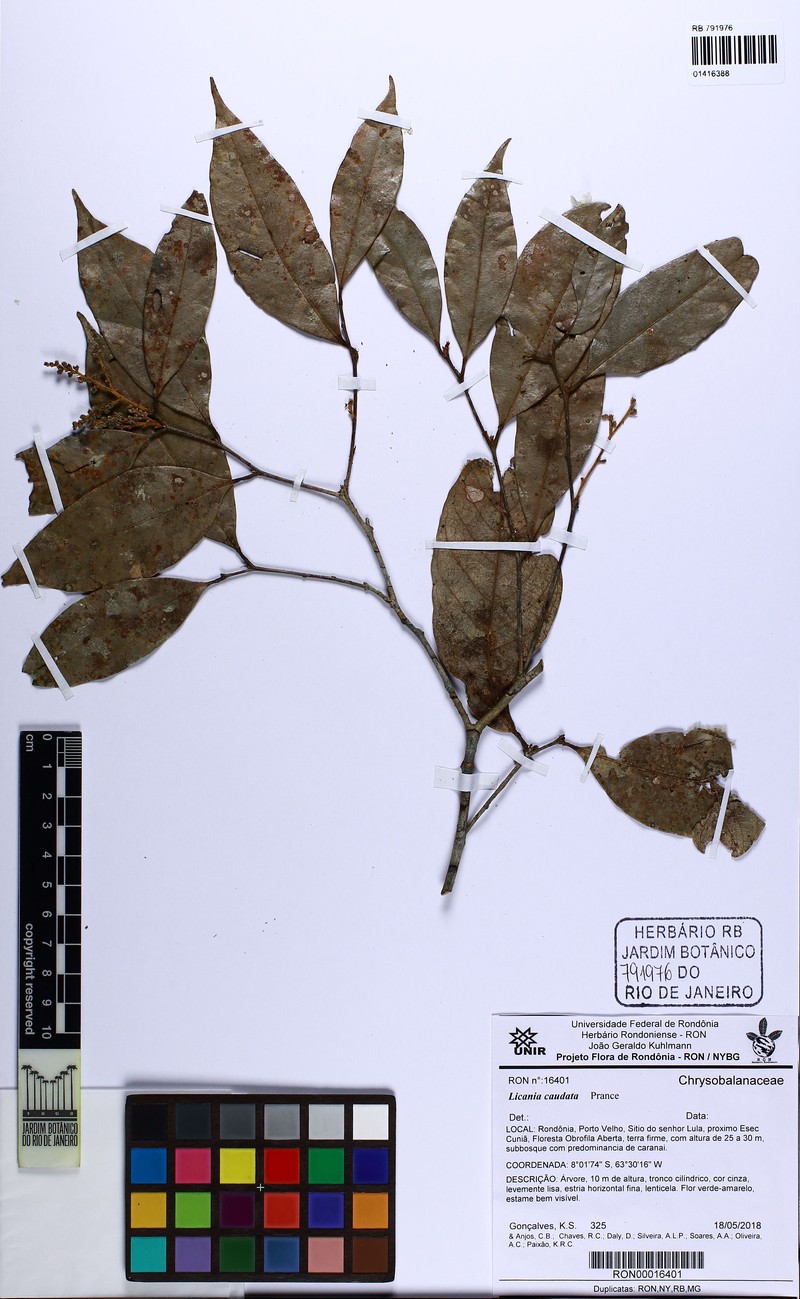 Hymenopus caudatus photo 2