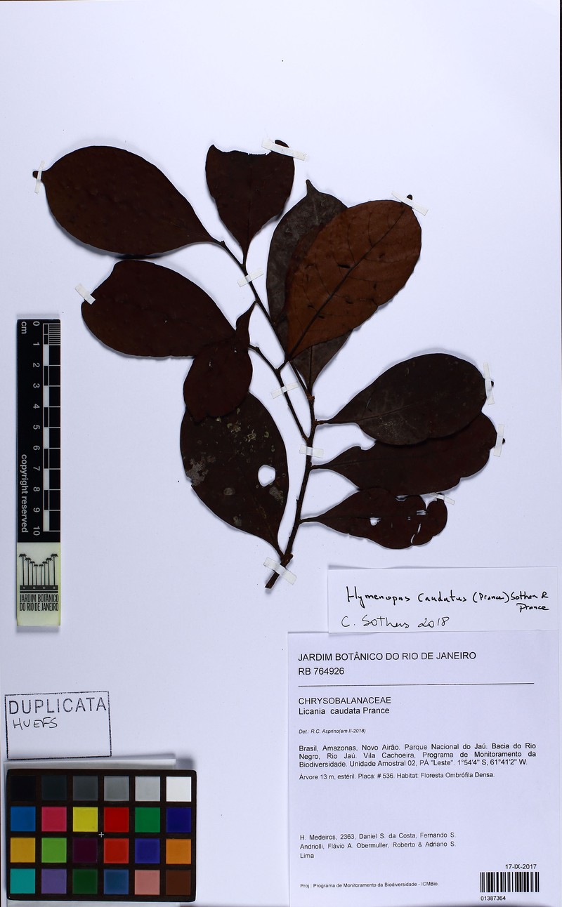 Hymenopus caudatus photo 3