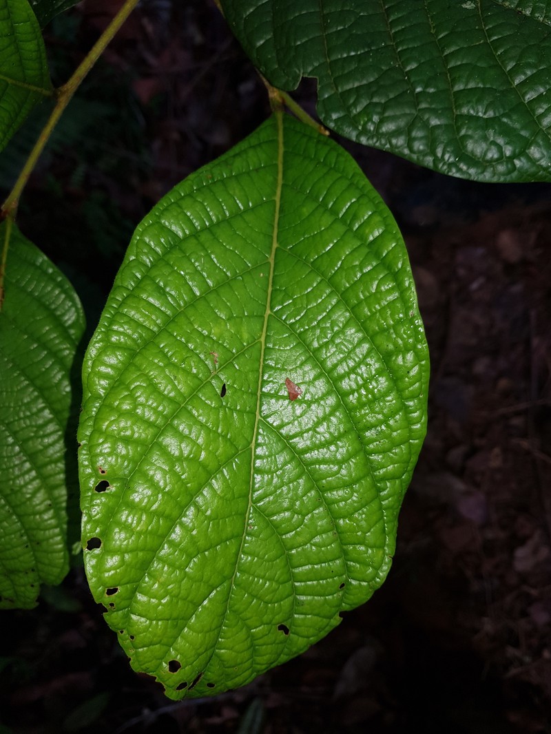 Hymenopus costaricensis
