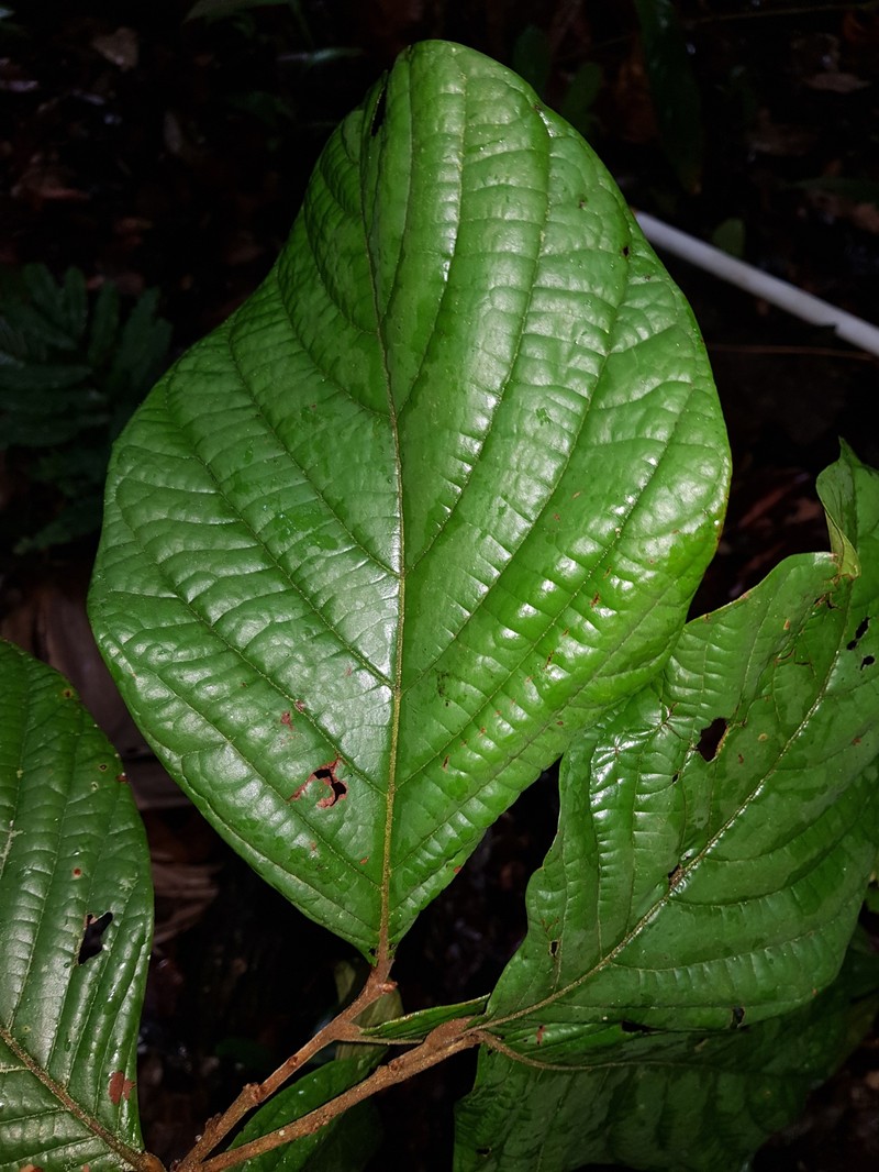 Hymenopus costaricensis photo 2