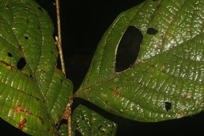 Hymenopus costaricensis photo 3