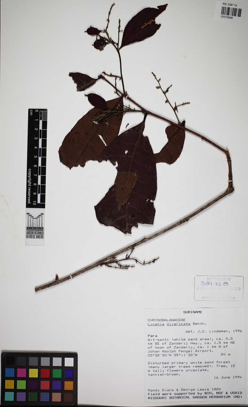 Hymenopus divaricatus