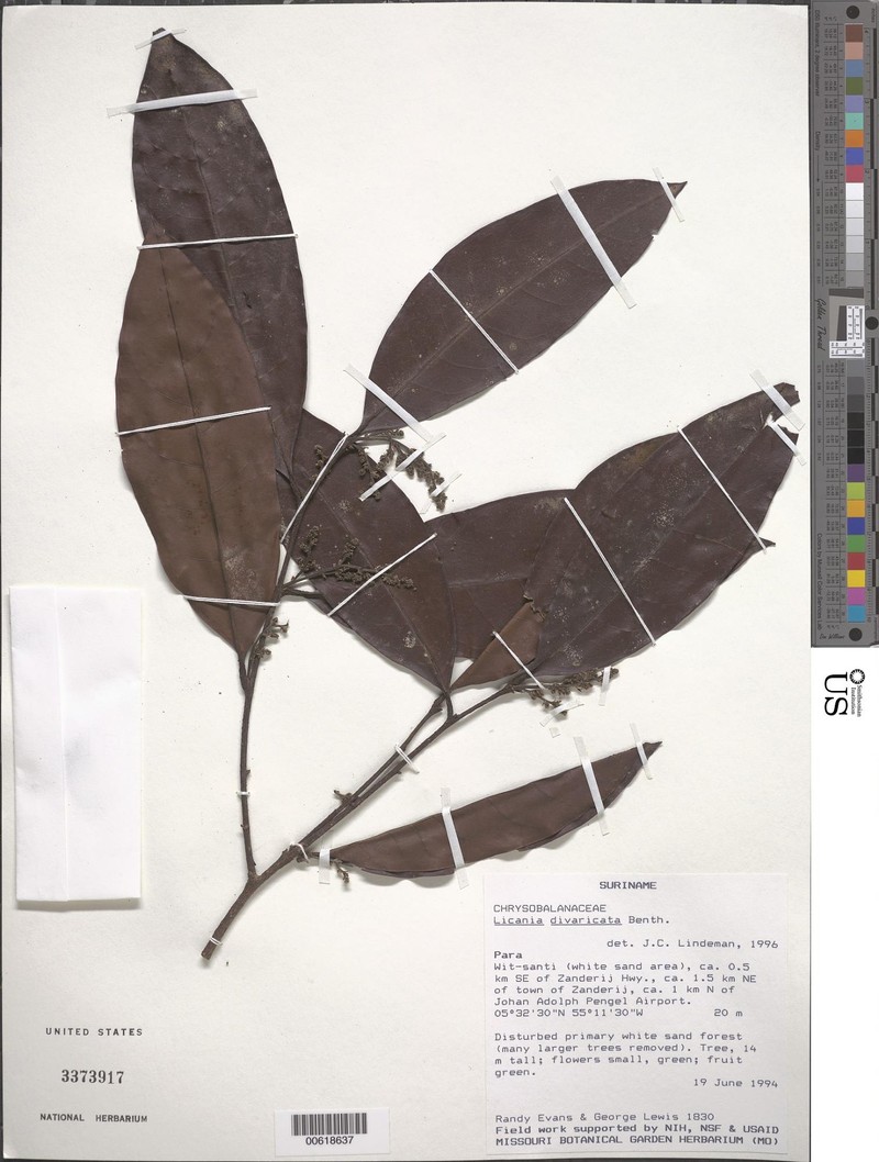 Hymenopus divaricatus photo 2