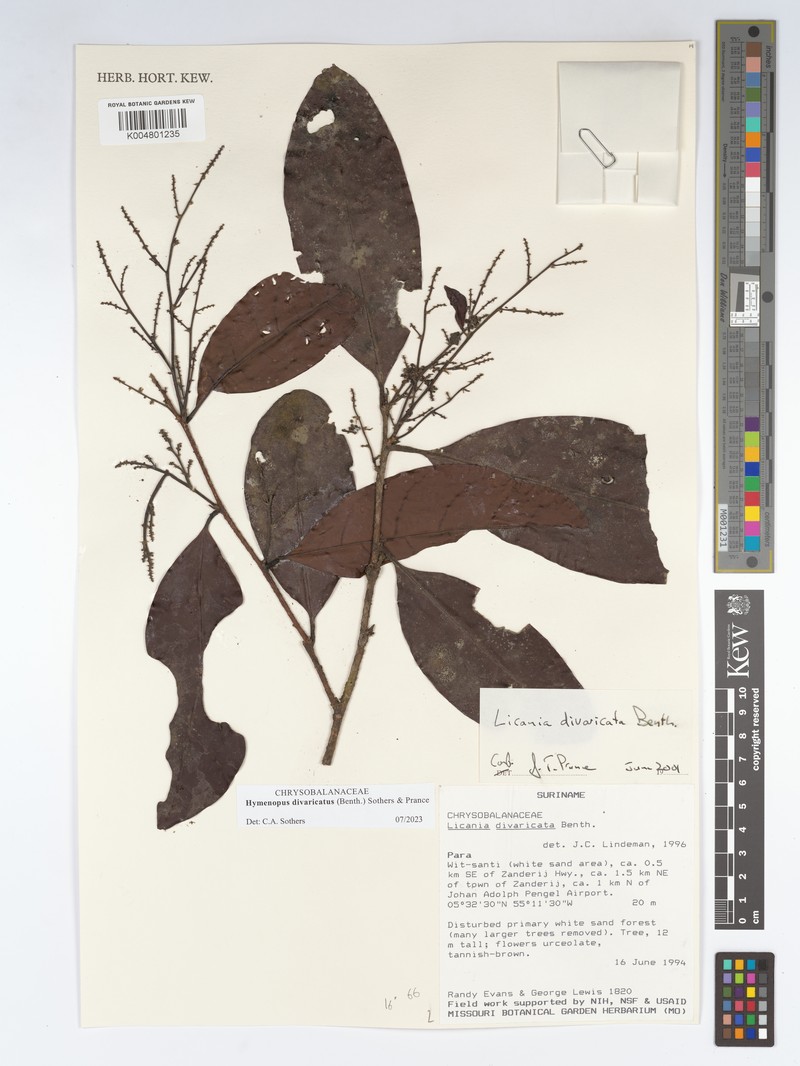 Hymenopus divaricatus photo 3