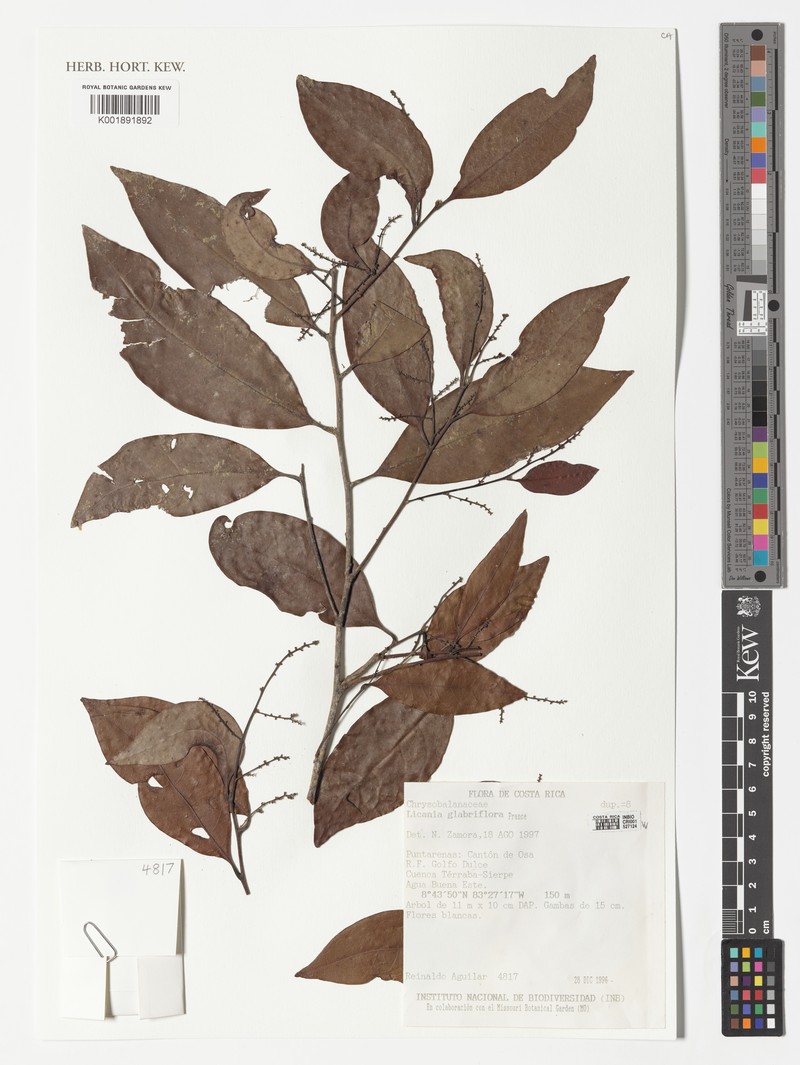 Hymenopus glabriflorus